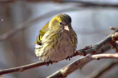 Чиж (Carduelis spinus). Птицы Сибири.