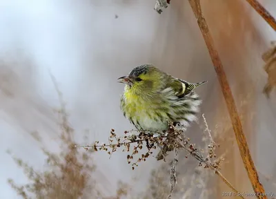 Чиж (Spinus spinus) — вид певчих …» — создано в Шедевруме