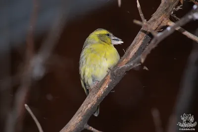 Чиж (Carduelis spinus). Птицы Сибири.