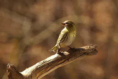 Чиж (Carduelis (Spinus) spinus) — Зоопарк «Лимпопо» г. Нижний Новгород –  Нижегородский зоопарк