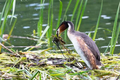 Чомга (большая поганка) Podiceps cristatus Great Crested Grebe