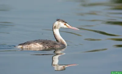 Чомга на гнезде (большая поганка, Podiceps cristatus)