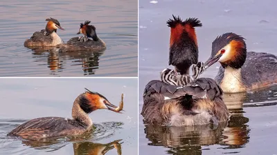 Фото животных: Молодая чомга.. Светлана Медведева. Фото животных - ANIMAL  PHOTO