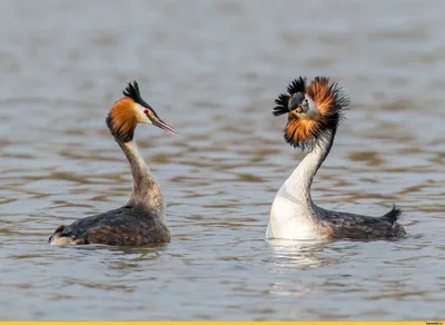 Чомга, или большая поганка — Podiceps cristatus / Галерея / Птицы России