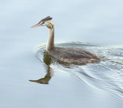 Datei:Молодая чомга (Podiceps cristatus), Коломенское.jpg – Wikipedia