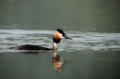 Большая поганка, или чомга (лат. Podiceps cristatus)