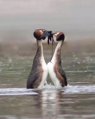 Чомга Podiceps cristatus | Куршская Коса - национальный парк