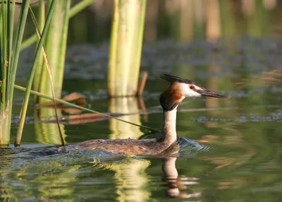 Большая поганка или Чомга – Podiceps cristatus (Linnaeus, 1758) « Красная  книга Томской области | ОГБУ \"Облкомприрода\"