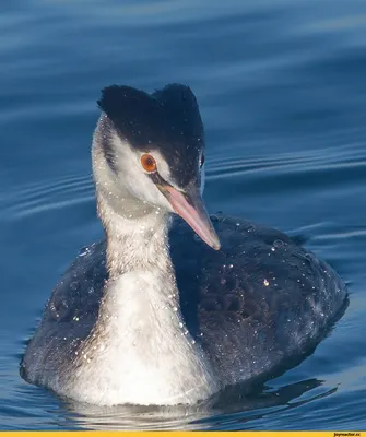 Great crested grebe (Podiceps cristatus) | Film Studio Aves - YouTube