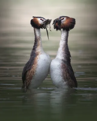 Чомга (большая поганка) Podiceps cristatus Great Crested Grebe