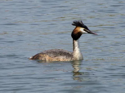 Чомга, Podiceps cristatus cristatus, Great Crested Grebe | Flickr