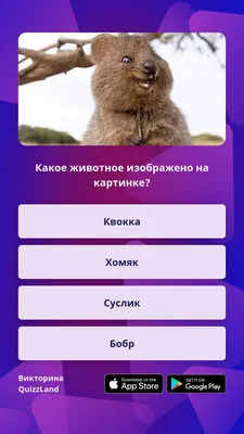 Тест: сколько собак изображено на картинке? Это может определить ваш  умственный возраст | Mixnews