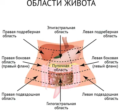 Ответы Mail.ru: Болит под левым ребром сзади, что там находится?