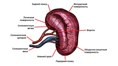 Болит левый бок со спины - Первая Медицинская Клиника