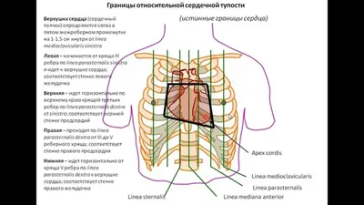 О чем говорит боль в левом боку? Характер и причины боли • 36,6