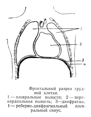 Культлаб - Мышцы живота Мышцы живота расположены между ребрами и тазом на  передней части человеческого тела. Их задача в организме - поддерживать  туловище в разных положениях, позволять поворачивать и сгибать его разным