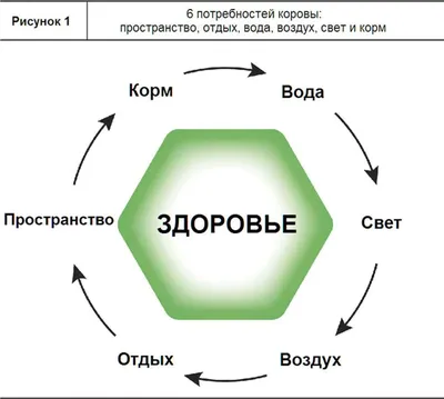 Боль в лопатке - причины появления, симптомы заболевания, диагностика и  способы лечения