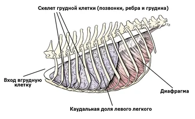 Уплотнение справа под ребрами/справа в боку. Что может быть ? | Пикабу