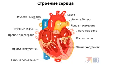 Виды оперативных вмешательств, выполняемых на 2-ом хирургическом отделении