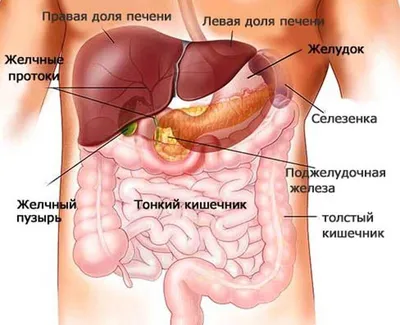 Оперативная хирургия и топографическая анатомия.Под.ред.В.В.Кованова. 2001  - флипбук страница 301-350 | FlipHTML5