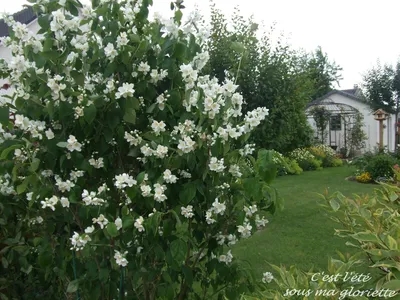 Купить Чубушник венечный Philadelphus coronarius - в питомнике Флорини