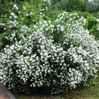 Чубушник (жасмин) Вирджиналь (Philadelphus Virginal) – купить саженец по  цене от 500 ₽