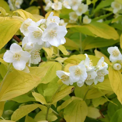 Цена на Чубушник (жасмин) Вирджиналь (Philadelphus Virginal) - купить  саженцы