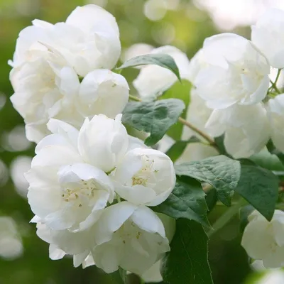 Чубушник Philadelphus Snowbelle купить, отзывы, фото, доставка -  sp-garden.ru cовместные покупки для сада