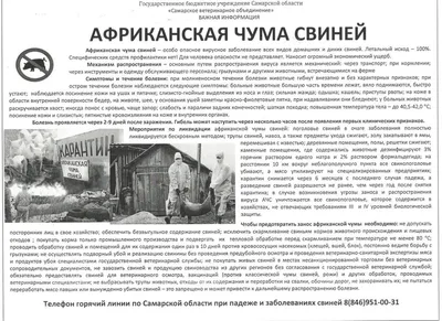 Бубонная чума: симптомы, лечение, история | РБК Тренды