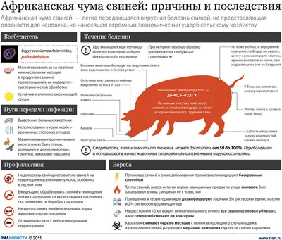 Чума на ваш остров. Доберется ли болезнь c Мадагаскара до Украины —  DSnews.ua