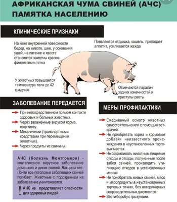 Африканская чума, в Татарстане собрали больных свиней | Олеся Тазирова |  Дзен