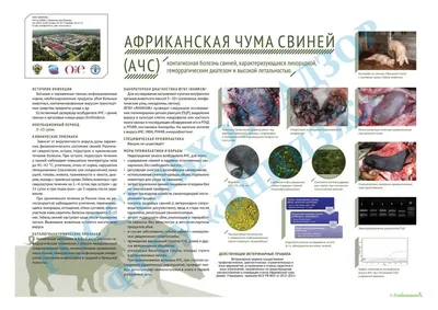 Новости / ФБУЗ Центр гигиены и эпидемиологии в Амурской области