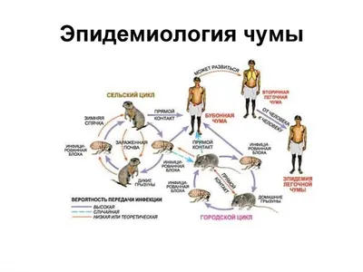 Черная смерть — главное событие европейской истории, и почему чума в Европе  стала движущей силой Ренессанса