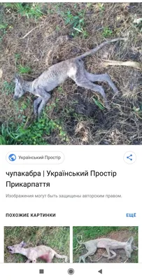 Чупакабра кто это?