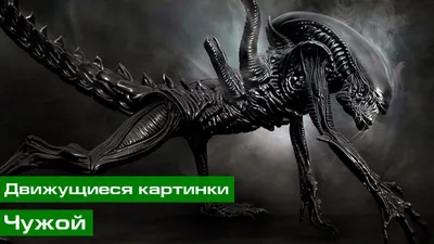 Король чужих | AvP World Wiki | Fandom