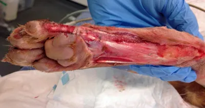 Preoperative picture showing complete hemifacial and zygomatic... |  Download Scientific Diagram