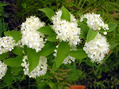 Deutzia purpurascens 'Kalmiiflora', Дейция пурпурная  'Калмифлора'|landshaft.info