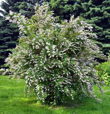 Дейция пурпурная \"Калмифлора\" - Deutzia purpurascens «Kalmiiflora» -  Листяні кущі / vilshanka.com