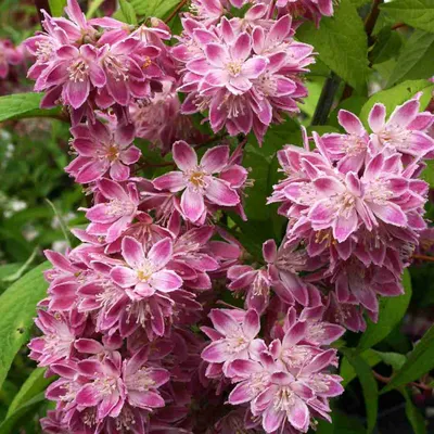 Кустарники: Дейция шершавая Кандидиссима \"Deutzia scabra Candidissima\"