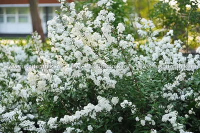 Deutzia gracilis 'Variegata', Дейция изящная 'Вариегата'|landshaft.info