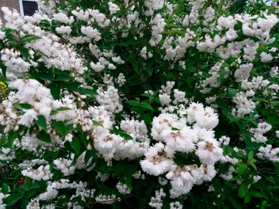 Дейция шершавая Плена Deutzia scabra Plena - купить декоративные и хвойные  растения с доставкой по Украине в магазине Добродар