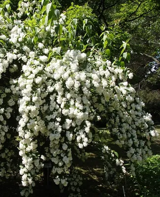 Дейция шершавая Розеа Плена с доставкой! 🌱 [821772]