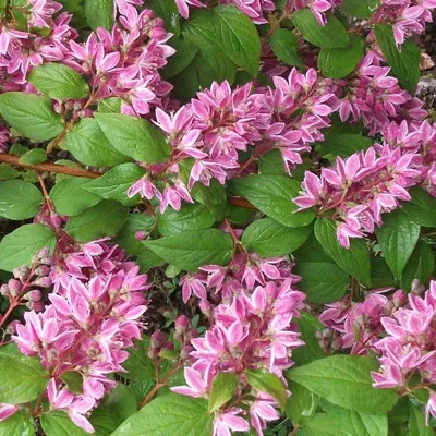 Дейция мелкоцветковая, или амурская, Deutzia parviflora, Deutzia amurensis