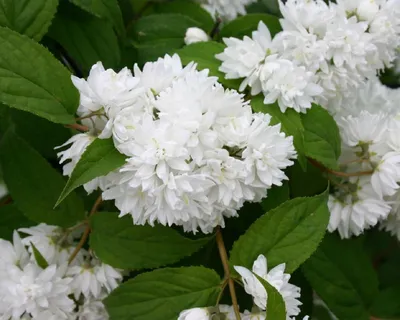 Дейция гибридная (Deutzia × hybrida) 'Mont Rose' - купить саженцы в Минске  и Беларуси