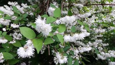 Дейция мелкоцветковая Deutzia parviflora