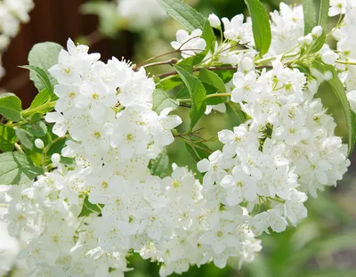 Саженцы дейции Розовая (Deutzia rosea) купить в Москве по цене от 1 190 до  23590 руб. - питомник растений Элитный Сад