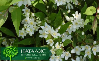 Дейция изящная (Deutzia gracilis) С3 — Питомник Летний сад