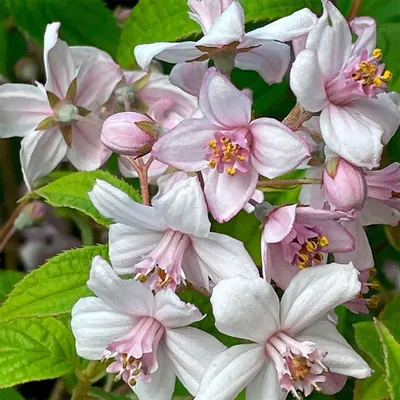 Дейция Лемуана, Deutzia x Lemoinei