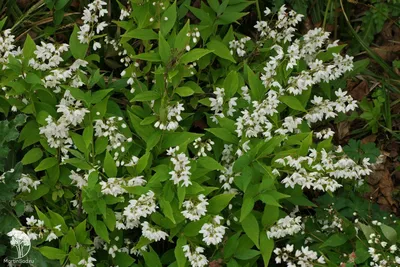 Дейция гибридная \"Пинк Пом Пом\" (Deutzia hybrida 'Pink Pom Pom`)