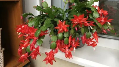 Декабрист красный (Зигокактус Шлюмбергера / Schlumbergera / Rhipsalidopsis)  | Цветомания